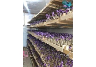 آموزش پرورش زعفران گلخانه ای و فضای باز آنلاین