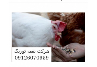 فروش و قیمت پولت تخم گذار ال اس ال در تهران فروش و قیمت پولت تخم گذار