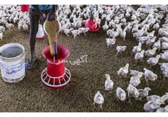 آموزش جیره نویسی طیور تخصصی