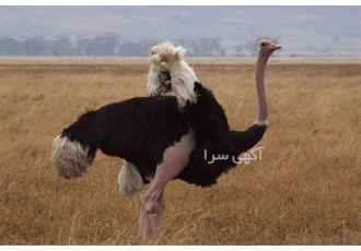 آموزش پرورش شترمرغ