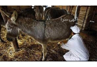 دوره آموزش پرورش الاغ شیری به صورت حضوری و آنلاین