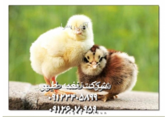 قیمت و فروش جوجه یک روزه بومی در تهران امکان ارسال به تمامی استانها
