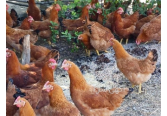 مرغ تخمگذار لوهمن آلمانی تازه و با کیفیت در ساری اکنون از تیم پرورش