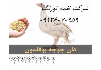 خرید و فروش کنسانتره دام طیور نغمه تورنگ طیور در تهران این مجموعه