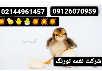 فروش جوجه یک روزه لوهمن دم طلایی در تهران فروش جوجه یک روزه لوهمن دم