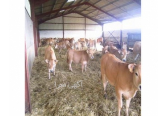 فروش گوساله با ارسال با کامیون هایی مخصوص دام زنده در بندر ترکمن