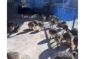 صادرات جوجه شترمرغ