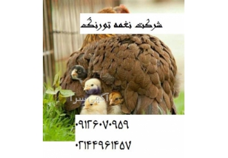 فروش جوجه یکروزه در تهران فروش جوجه یکروزه بازار فروش جوجه یک روزه