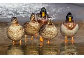 آموزش پرورش اردک ، با مدرک