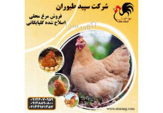 فروش مرغ تخم گذار محلی یک ماهه -طیور