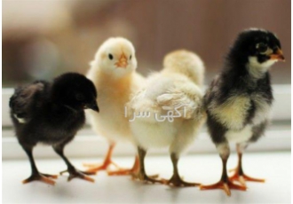 فروش جوجه محلی، قیمت جوجه تخم گذار محلی