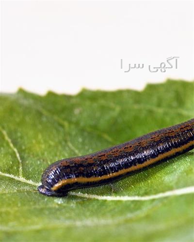 تجهیزات لازم برای پرورش زالو