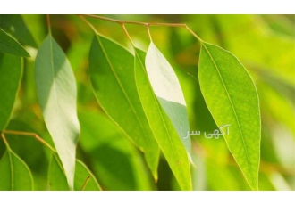 تولید تناژ عرق اکالیپتوس ویژه مرغداری سراسر کشور