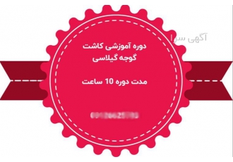 آموزش کاربردی کاشت گوجه فرنگی مینیاتوری در تهران دوره آموزشی کشت گلخانه