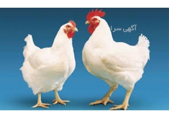 آموزش پرورش مرغ تخم گذار و مرغ گوشتی در تهران از این که راشا افق رو