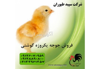 قیمت جوجه گوشتی قیمت روز جوجه گوشتی در تهران قیمت جوجه گوشتی قیمت روز