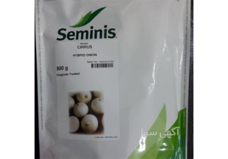 فروش بذر پیاز سفید سایروس با قیمت ویژه و تحویل فوری