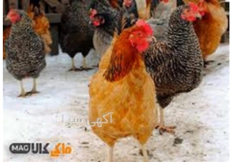 دوره آموزشی بهداشت و بیماری های طیور