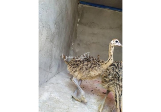 شترمرغ 2 ماهه - فروش جوجه شترمرغ یک ماهه