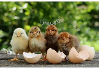 فروش جوجه یکروزه محلی و بومی و دورگه طیور طیور در تهران فروش جوجه