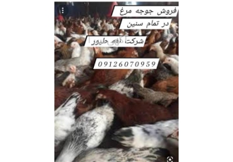 فروش مرغ بومی ۳ ماهه در تهران فروش مرغ بومی 3 ماهه طیور نغمه طیور فروش