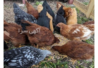 خرید نیمچه مرغ ۷۰ روزه اصلاح شده تخم گذار با راندمان بالا در ساری