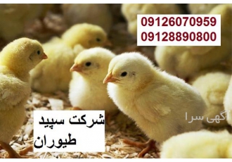 فروش جوجه گوشتی راس مستقیم از کارخانه طیور در تهران با نیم قرن سابقه