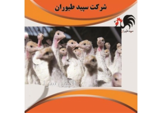 خرید و فروش انواع بوقلمون دان بوقلمون &#۱۶۰; طیور در تهران خرید