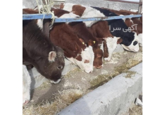 فروش گوساله شیرخوار و گوساله گوشتی قیمت عالی در یاسوج ما با فروش انواع