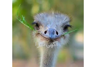 دوره آموزش پرورش شترمرغ - راه اندازی مزرعه شترمرغ