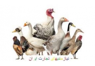 آموزش جیره نویسی طیور تخصصی