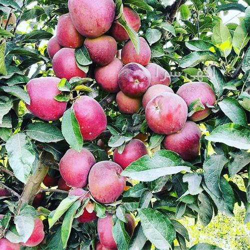 آگهی های بذر و نهال - میاندوآب