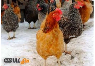 آموزش بهداشت و بیماری طیور