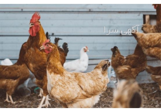 فروش مرغ ۴ ماهه اصلاح نژاد شده پرتولید واکسینه شده در نور فروش مرغ 4