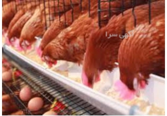 آموزش مدیریت مرغ تخم گذار و گوشتی