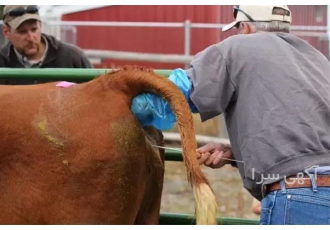 آموزش تلقیح مصنوعی گاو در اصفهان آموزش تلقیح مصنوعی گاو به صورت حرفه ای