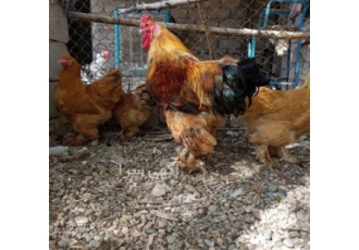 تخم نطفه دار مرغ برهما و لاری در زاهدان نژاد لاری تحت عنوان game fowl