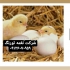 قیمت جوجه مرغ گوشتی فروش جوجه گوشتی طیور در تهران قیمت جوجه گوشتی