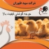 فروش جوجه مرغ گوشتی نژاد دار طیور در تهران فروش جوجه مرغ گوشتی نژاد