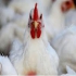 آموزش پرورش مرغ گوشتی و تخم گذار حضوری و آنلاین در تهران دوره آموزش