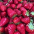 دوره آموزشی کاشت توت فرنگی گلخانه ای اختصاصی در تهران انواع توت فرنگی