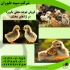 فروش جوجه یک روزه گلپایگان طیور در تهران فروش جوجه یک روزه گلپایگان