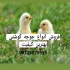 توزیع و پرورش جوجه گوشتی در تمام سنین در تهران شرکت نغمه طیور ارایه