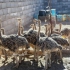 فروش جوجه شترمرغ افغانستان در اصفهان فروش جوجه شترمرغ ارسال به کشور