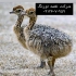 فروش جوجه شترمرغ یک ماهه واکسن تراپی شده طیور در تهران فروش جوجه