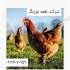 فروش نیمچه مرغ تخم گذار محلی در تهران فروش نیمچه مرغ تخم گذار محلی