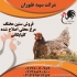 فروش مرغ تخم گذار محلی یک ماهه طیور در تهران فروش مرغ تخم گذار محلی یک
