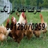 فروش مرغ ۵ ماهه و ۶ ماه محلی گلپایگانی آماده تخم در تهران فروش مرغ