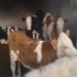 فروش گوساله سیمینتال در همدان فروش گوساله گوشتی و پرواری قیمت گوساله