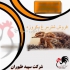 فروش جوجه شترمرغ گردن آبی با دان مخصوص در تهران با خرید جوجه شترمرغ